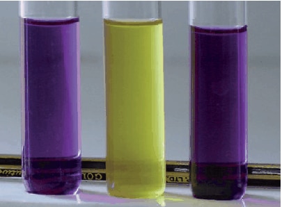 Gram staining (on the left Gram-positive Bacilus cereus, on the right Gram-negative Citrobacter)