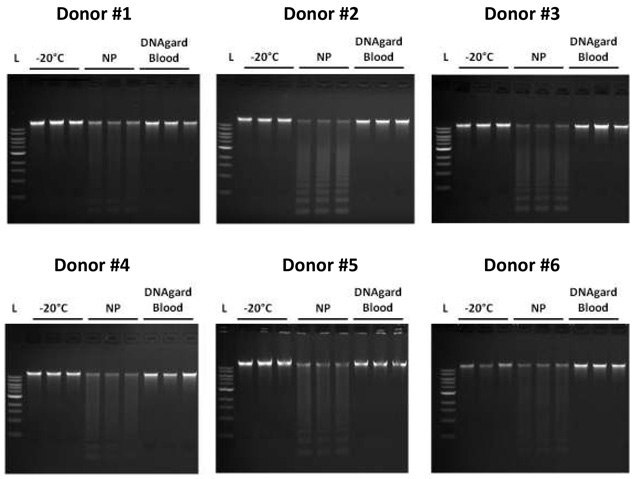 DNA integrity in blood after 12 months of storage at room temperature (22 - 25 °C).