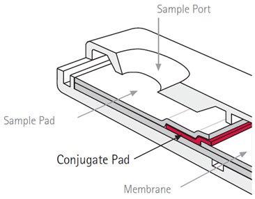 Conjugate Pad