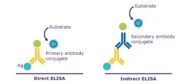 direct and indirect CLIA and ELISA assays