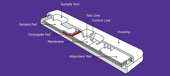 Lateral Flow Diagram