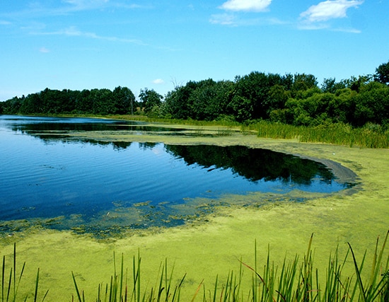 Phosphate in Surface Water