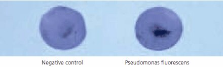 Oxidase test