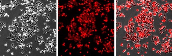 Imaging of A375 cells landing pad cell line