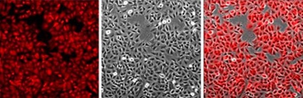 Imaging of A549 cells landing pad cell line