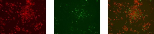 HCT-116 cells 72 h post nucleofection with GFP control exchange plasmid and cre mRNA