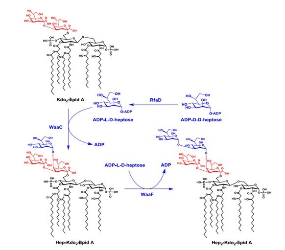 Kdo-Lipid A Degradation Pathways.