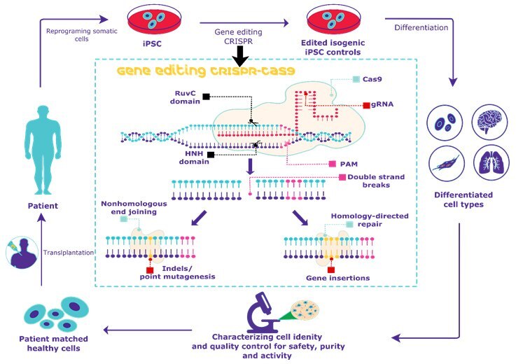 Overview of CRISPR gene editing of human iPSCs.