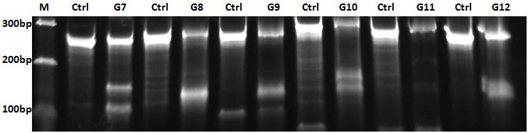 Representative gel from CEL-I Assay