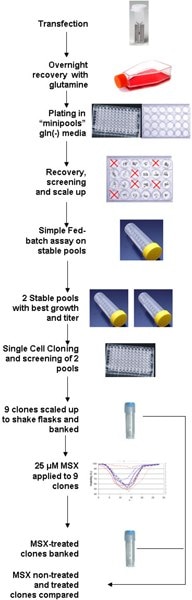 Model IgG-producing stable pools were created using the CHOZN® GS -/- cell line