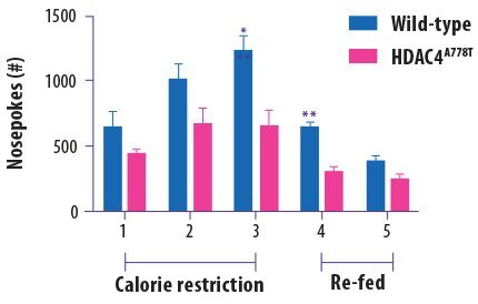 Female wild-type mice poked their noses to access food pellets more times than female HDAC4 mutant mice, suggesting that this genetic mutation is linked to a blunted response to hunger cues.