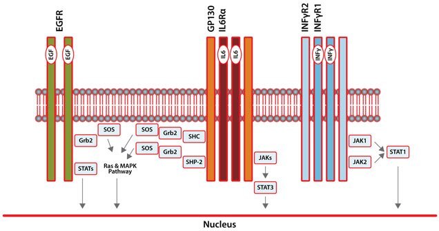 Signal Transduction Pathways for EGFR, IL6, and IFNγ