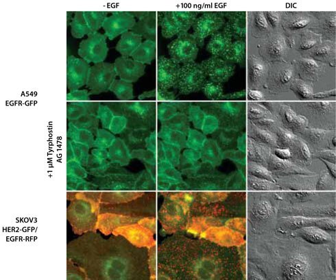 Isolated Single-Cell Clones Expressing the EGFR Gene