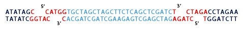 oligos are to be ligated NcoI and XbaI restriction sites.