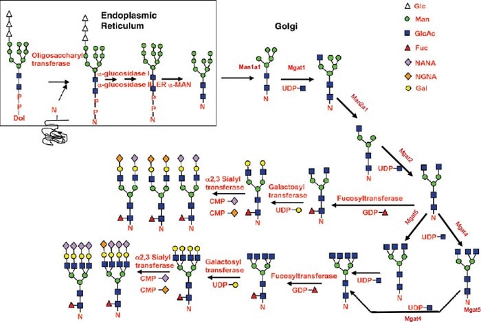 Hossler et al., (2009) Glycobiology Collin, et al., (2008) PNAS