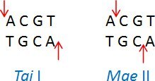 Tai I (ACGT/) and Mae II (A/CGT)