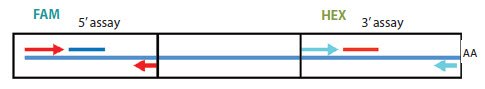 Diagram to represent the 3’/5’ integrity assay