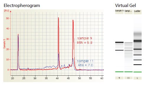 Electropherogram showing the evaluation of RNA integrity