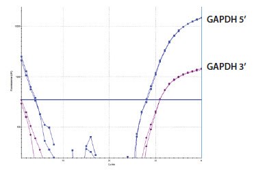 GAPDH 3’/5’ Multiplex Assay Sample D