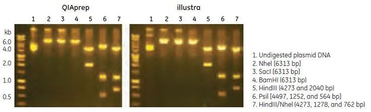 Restriction enzyme digestion of plasmid DNA samples