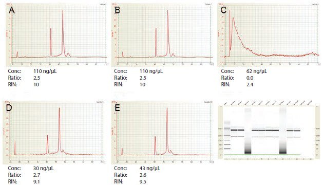 Agilent 2100 BioAnalyzer Analysis of RNA Samples A–E