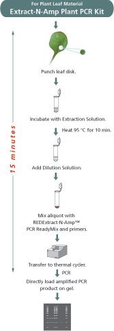 Extract-N-Amp Plant Flow Chart