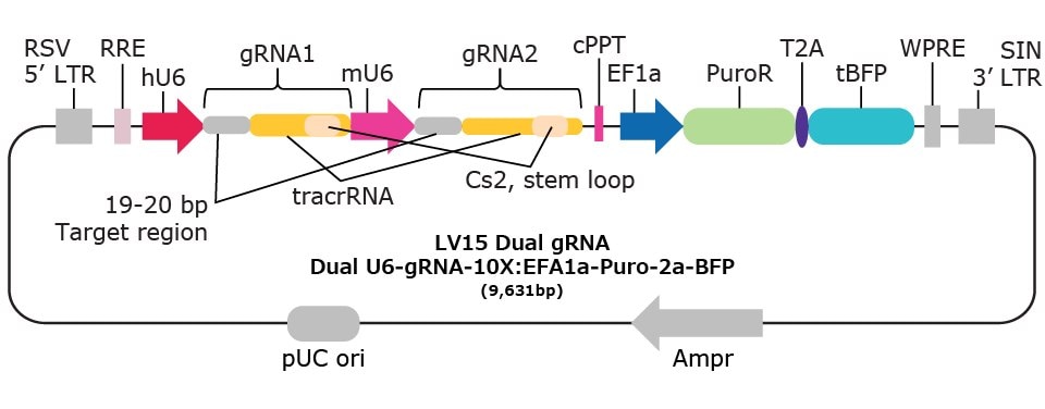 10x genomics compatible vectors.