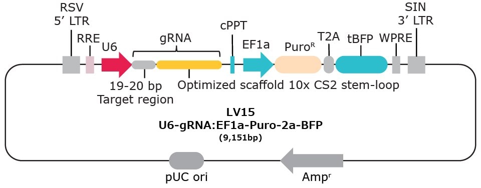 10x single cell compatible gRNA vector with capture sequence