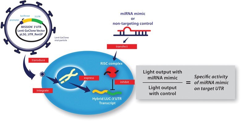 miRNA Target Validation Workflow