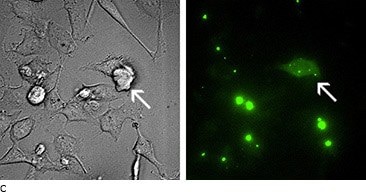 Microscopic images of treatment cells.