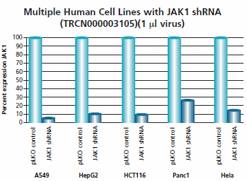 One clone of the Human Janus Kinase 1 (JAK1, NM_002227) MISSION shRNA