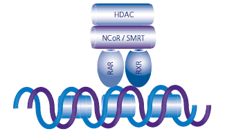 The apo-RAR:RXR heterodimer recruits NCoR, SMRT, and other corepressors that have histone deactylase (HDAC) activity. Deacetylated histones increase the condensation of chromatin and inhibit transcription.