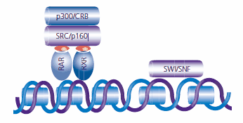 Once a retinoid (indicated as red ovals) attaches to the ligand binding site, the RAR:RXR complex recruits SRC and p160 proteins and other coactivators with histone acetyltransferase (HAT) activity. Chromatin remodeling proteins, including SWI/SNF, are recruited to the promotor region to create access for the transcription machinery.