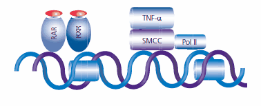 After chromatin relaxation, the SRB and mediator containing complex (SMCC) is recruited to the transcription site by the RAR:RXR complex. The transcription machinery, including the key enzyme RNA Polymerase (Pol II) is installed to begin the transcription process. Retinoic acid works synergistically with TNFα to recruit Pol II.