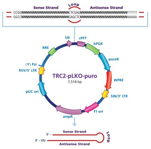 trc2-plko-puro