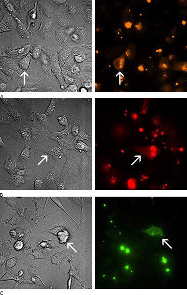 Microscopic images of treatment cells. 