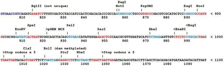 Most SnapFast plasmids