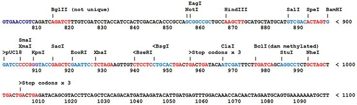 Most SnapFast plasmids