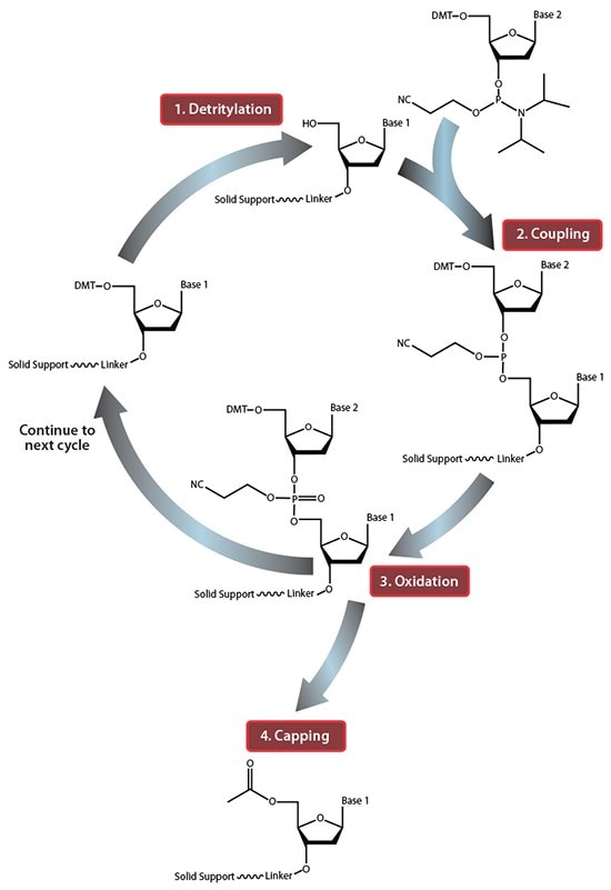 Summary of solid-phase oligonucleotide synthesis cycle