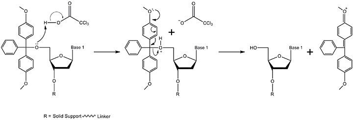 The detritylation mechanism