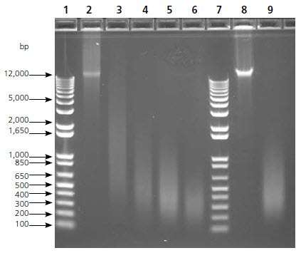 Gel Image, Sonication Time Course.