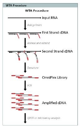 Transplex WTA Methodology1