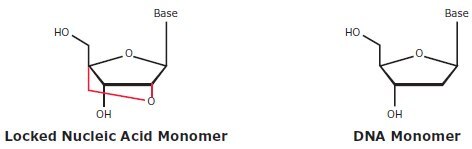 Structure of Locked Nucleic Acid and native-state DNA monomers.