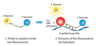 Mechanism of Dual-Labeled Probes