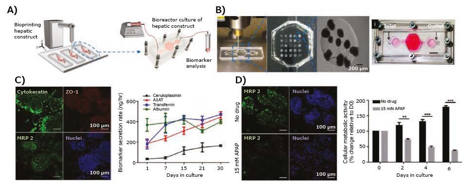 3D-bioprinted liver model