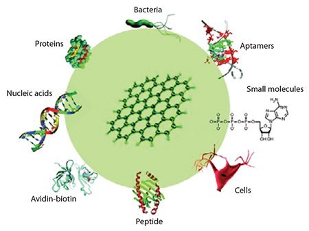 Biofunctionalization of graphene and its derivatives