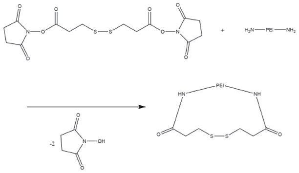 Reaction scheme for the conversion of PEI primary amines with dithiobis(succinimidyl propionate) (DSP)