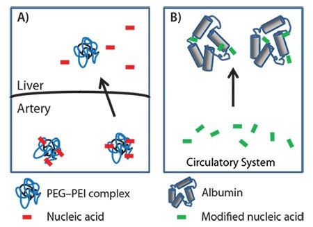 delivery methods of nucleic acids