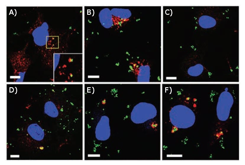 CLSM images of MPNB-transfected COS-1 cells