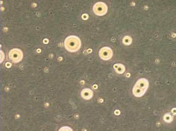 Detection of mycoplasma